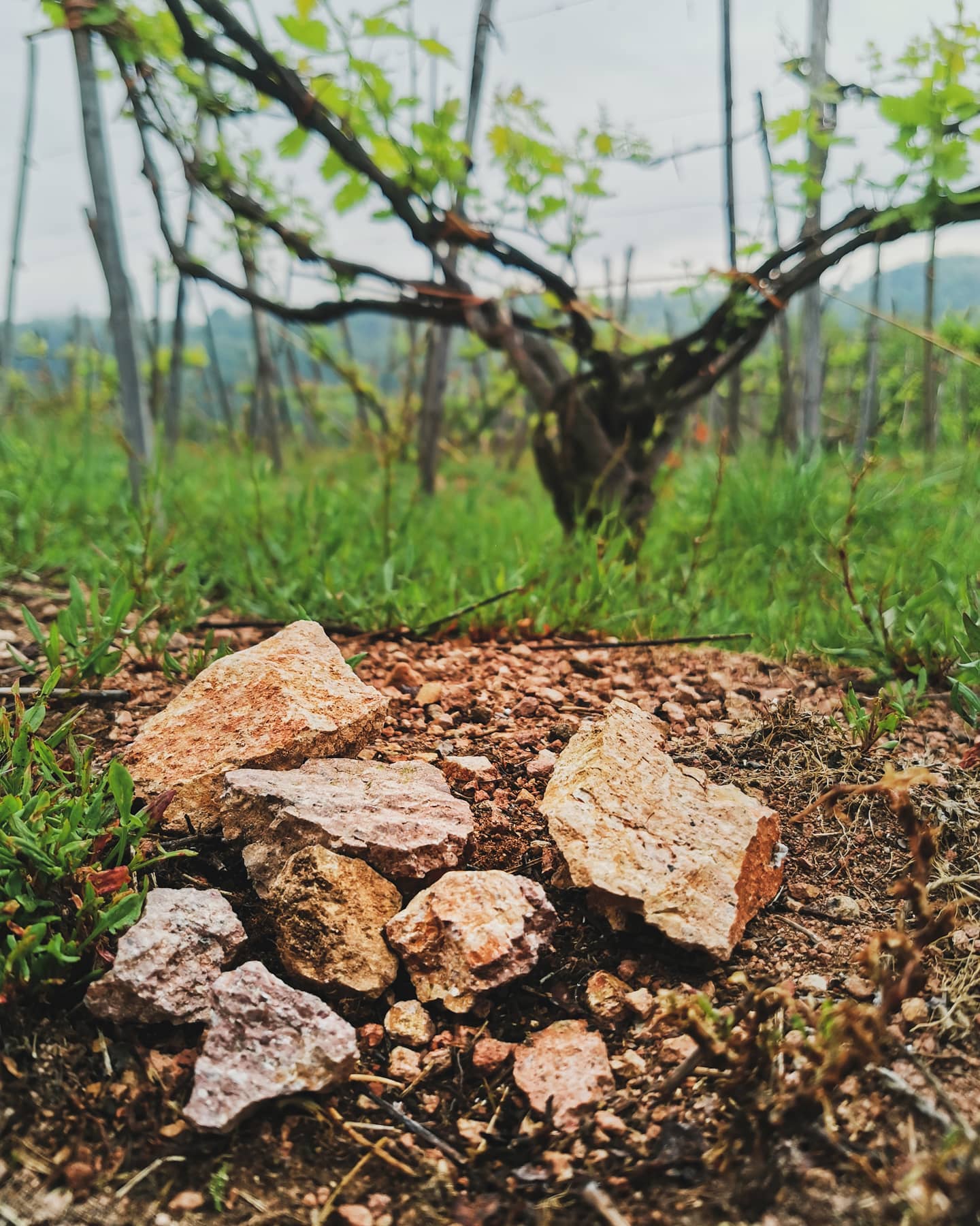 Visita al vigneto Pettirosso